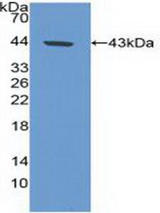 CA9 / Carbonic Anhydrase IX Antibody