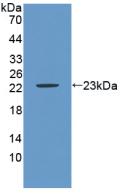 CA9 / Carbonic Anhydrase IX Antibody - Western Blot; Sample: Recombinant CA9, Mouse.
