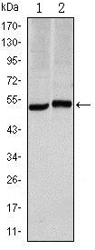 CA9 / Carbonic Anhydrase IX Antibody - Western Blot: Carbonic Anhydrase IX Antibody (2D3) - Western blot analysis using Carbonic Anhydrase IX mouse mAb against HeLa (1) and A549 (2) cell lysates.  This image was taken for the unconjugated form of this product. Other forms have not been tested.