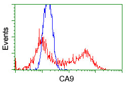 CA9 / Carbonic Anhydrase IX Antibody - HEK293T cells transfected with either pCMV6-ENTRY CA9 (Red) or empty vector control plasmid (Blue) were immunostained with anti-CA9 mouse monoclonal(Dilution 1:1,000), and then analyzed by flow cytometry.