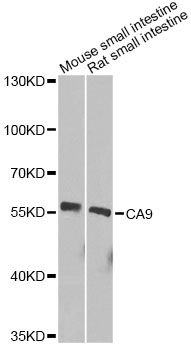 CA9 / Carbonic Anhydrase IX Antibody - Western blot analysis of extracts of various cell lines, using CA9 Antibody at 1:1000 dilution. The secondary antibody used was an HRP Goat Anti-Rabbit IgG (H+L) at 1:10000 dilution. Lysates were loaded 25ug per lane and 3% nonfat dry milk in TBST was used for blocking. An ECL Kit was used for detection and the exposure time was 60s.