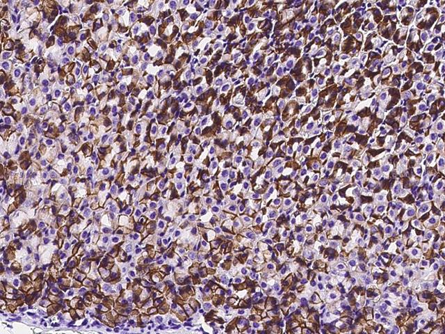 CA9 / Carbonic Anhydrase IX Antibody - Immunochemical staining of mouse CAR9 in mouse stomach with rabbit polyclonal antibody at 1:1000 dilution, formalin-fixed paraffin embedded sections.