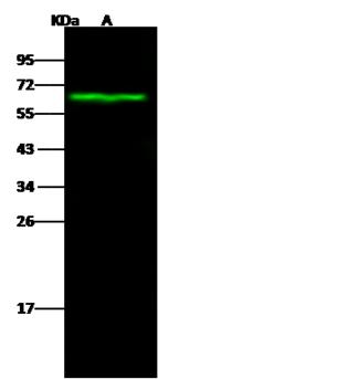 CA9 / Carbonic Anhydrase IX Antibody - Anti-CAIX rabbit polyclonal antibody at 1:500 dilution. Lane A: HT-29 Whole Cell Lysate. Lysates/proteins at 30 ug per lane. Secondary: Goat Anti-Rabbit IgG H&L (Dylight 800) at 1/10000 dilution. Developed using the Odyssey technique. Performed under reducing conditions. Predicted band size: 50 kDa. Observed band size: 63 kDa.