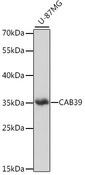 CAB39 / MO25 Antibody - Western blot analysis of extracts of U-87MG cells using CAB39 Polyclonal Antibody at dilution of 1:1000.