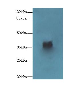 CAB39L Antibody - Western blot. All lanes: CAB39L antibody at 10 ug/ml+ 293T whole cell lysate Goat polyclonal to rabbit at 1:10000 dilution. Predicted band size: 39 kDa. Observed band size: 39 kDa.