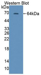 CABIN1 Antibody - Western Blot; Sample: Recombinant protein.