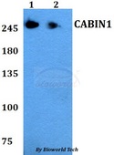 CABIN1 Antibody - Western blot of CABIN1 antibody at 1:500 dilution. Lane 1: HEK293T whole cell lysate. Lane 2: PC12 whole cell lysate.