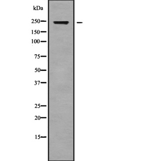 CABIN1 Antibody - Western blot analysis of CABIN1 using COLO205 whole cells lysates