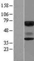 CABYR Protein - Western validation with an anti-DDK antibody * L: Control HEK293 lysate R: Over-expression lysate