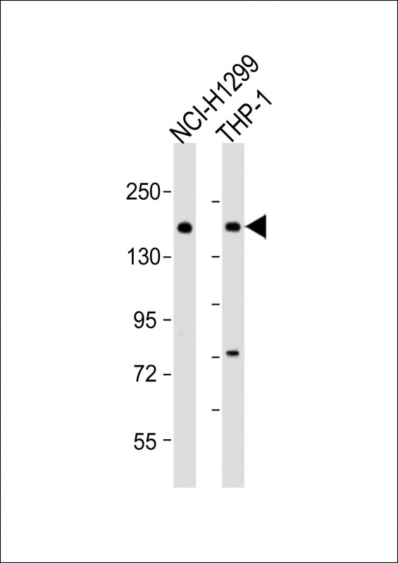 CACNA1A / Cav2.1 Antibody - All lanes: Anti-CACNA1A Antibody (Center) at 1:2000 dilution. Lane 1: NCI-H1299 whole cell lysate. Lane 2: THP-1 whole cell lysate Lysates/proteins at 20 ug per lane. Secondary Goat Anti-Rabbit IgG, (H+L), Peroxidase conjugated at 1:10000 dilution. Predicted band size: 282 kDa. Blocking/Dilution buffer: 5% NFDM/TBST.