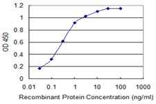 CACNA1C / Cav1.2 Antibody - Detection limit for recombinant GST tagged CACNA1C is 0.03 ng/ml as a capture antibody.