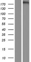 CACNA1C / Cav1.2 Protein - Western validation with an anti-DDK antibody * L: Control HEK293 lysate R: Over-expression lysate