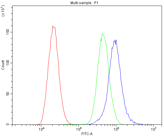 CACNA1D / Cav1.3 Antibody - Flow Cytometry analysis of U-87 cells using anti-CaV1. 3 antibody. Overlay histogram showing U-87 cells stained with anti-CaV1. 3 antibody (Blue line). The cells were blocked with 10% normal goat serum. And then incubated with rabbit anti-CaV1. 3 Antibody (1µg/10E6 cells) for 30 min at 20°C. DyLight®488 conjugated goat anti-rabbit IgG (5-10µg/10E6 cells) was used as secondary antibody for 30 minutes at 20°C. Isotype control antibody (Green line) was rabbit IgG (1µg/10E6 cells) used under the same conditions. Unlabelled sample (Red line) was also used as a control.