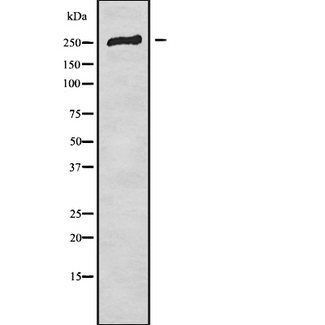 CACNA1E / Cav2.3 Antibody - Western blot analysis of CACNA1E using HT29 whole cells lysates