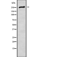 CACNA1E / Cav2.3 Antibody - Western blot analysis of CACNA1E using HT29 whole cells lysates