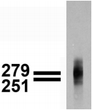 CACNA1G / Cav3.1 Antibody - A band of >200kDa is detected.