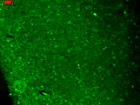 CACNA1H / Cav3.2 Antibody - Cav3.2 (S55-10), Human hippocampus.  This image was taken for the unconjugated form of this product. Other forms have not been tested.