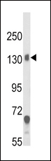 CACNA2D1 Antibody - Western blot of CACNA2D1 Antibody in mouse brain tissue lysates (35 ug/lane). CACNA2D1 (arrow) was detected using the purified antibody.
