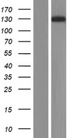 CACNA2D1 Protein - Western validation with an anti-DDK antibody * L: Control HEK293 lysate R: Over-expression lysate