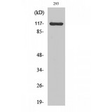 CACNA2D4 Antibody - Western blot of Cacna2d4 antibody