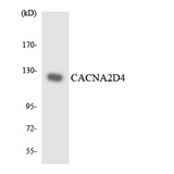 CACNA2D4 Antibody - Western blot analysis of the lysates from COLO205 cells using CACNA2D4 antibody.