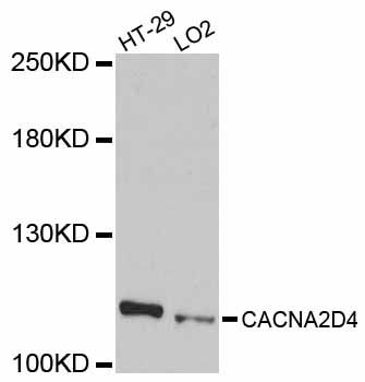 CACNA2D4 Antibody - Western blot analysis of extracts of various cell lines, using CACNA2D4 antibody at 1:1000 dilution. The secondary antibody used was an HRP Goat Anti-Rabbit IgG (H+L) at 1:10000 dilution. Lysates were loaded 25ug per lane and 3% nonfat dry milk in TBST was used for blocking. An ECL Kit was used for detection and the exposure time was 90s.