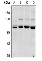 CACNA2D4 Antibody - Western blot analysis of CACNA2D4 expression in HCT116 (A), HepG2 (B), AML12 (C), PC12 (D) whole cell lysates.