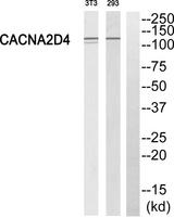 CACNA2D4 Antibody - Western blot analysis of extracts from 293 cells and 3T3 cells, using CACNA2D4 antibody.