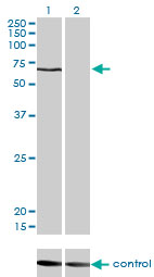 CACNB1 Antibody - Western blot analysis of CACNB1 over-expressed 293 cell line, cotransfected with CACNB1 Validated Chimera RNAi (Lane 2) or non-transfected control (Lane 1). Blot probed with CACNB1 monoclonal antibody (M01), clone 1G6 . GAPDH ( 36.1 kDa ) used as specificity and loading control.