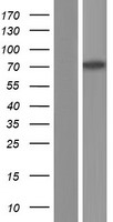 CACNB2 Protein - Western validation with an anti-DDK antibody * L: Control HEK293 lysate R: Over-expression lysate