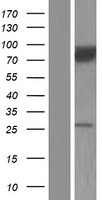 CACNB2 Protein - Western validation with an anti-DDK antibody * L: Control HEK293 lysate R: Over-expression lysate