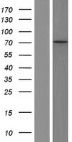 CACNB2 Protein - Western validation with an anti-DDK antibody * L: Control HEK293 lysate R: Over-expression lysate