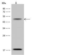 CACNB3 / Cavbeta3 Antibody - Anti-CACNB3 rabbit polyclonal antibody at 1:500 dilution. Lane A: Jurkat Whole Cell Lysate. Lysates/proteins at 30 ug per lane. Secondary: Goat Anti-Rabbit IgG (H+L)/HRP at 1/10000 dilution. Developed using the ECL technique. Performed under reducing conditions. Predicted band size: 55 kDa. Observed band size: 50 kDa.