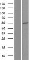 CACNB4 Protein - Western validation with an anti-DDK antibody * L: Control HEK293 lysate R: Over-expression lysate