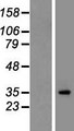 CACNG2 / Stargazin Protein - Western validation with an anti-DDK antibody * L: Control HEK293 lysate R: Over-expression lysate