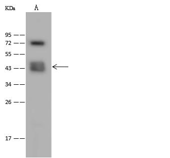 CACNG4 Antibody - Anti-CACNG4 rabbit polyclonal antibody at 1:500 dilution. Lane A: K562 Whole Cell Lysate. Lysates/proteins at 30 ug per lane. Secondary: Goat Anti-Rabbit IgG (H+L)/HRP at 1/10000 dilution. Developed using the ECL technique. Performed under reducing conditions. Predicted band size: 37 kDa.