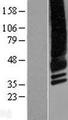 CACNG4 Protein - Western validation with an anti-DDK antibody * L: Control HEK293 lysate R: Over-expression lysate