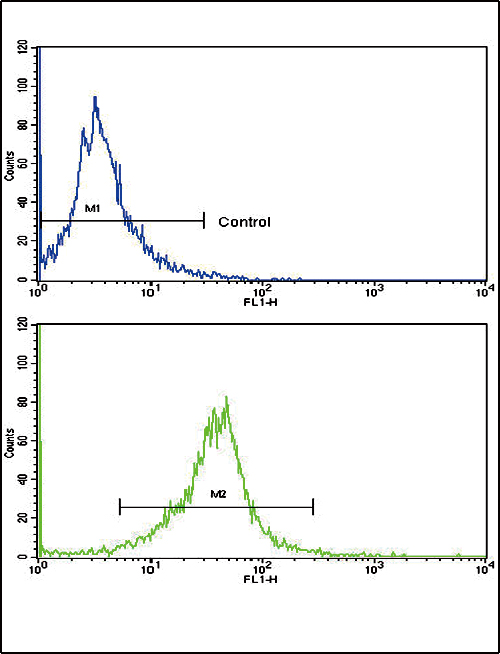 CACNG5 Antibody - Flow cytometric of K562 cells using CACNG5 Antibody (bottom histogram) compared to a negative control cell (top histogram). FITC-conjugated goat-anti-rabbit secondary antibodies were used for the analysis.