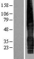 CACNG5 Protein - Western validation with an anti-DDK antibody * L: Control HEK293 lysate R: Over-expression lysate