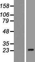 CACNG6 Protein - Western validation with an anti-DDK antibody * L: Control HEK293 lysate R: Over-expression lysate