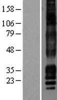 CACNG7 Protein - Western validation with an anti-DDK antibody * L: Control HEK293 lysate R: Over-expression lysate