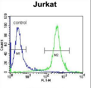 CAD Antibody - CAD Antibody flow cytometry of Jurkat cells (right histogram) compared to a negative control cell (left histogram). FITC-conjugated donkey-anti-rabbit secondary antibodies were used for the analysis.