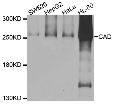 CAD Antibody - Western blot analysis of extracts of various cell lines.
