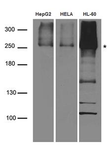 CAD Antibody - Western blot analysis of extracts. (35ug) from different cell lines and tissues by using anti-CAD rabbit polyclonal antibody.