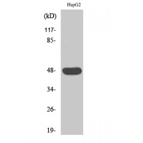 CADM2 Antibody - Western blot of IGSF4D antibody