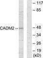CADM2 Antibody - Western blot analysis of extracts from HepG2 cells, using CADM2 antibody.