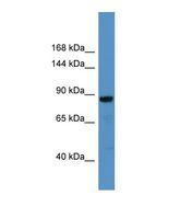 CADPS Antibody - Western blot of Human U937. CADPS antibody dilution 1.0 ug/ml.  This image was taken for the unconjugated form of this product. Other forms have not been tested.