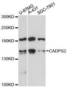CADPS2 Antibody - Western blot analysis of extracts of various cell lines, using CADPS2 antibody at 1:3000 dilution. The secondary antibody used was an HRP Goat Anti-Rabbit IgG (H+L) at 1:10000 dilution. Lysates were loaded 25ug per lane and 3% nonfat dry milk in TBST was used for blocking. An ECL Kit was used for detection and the exposure time was 90s.
