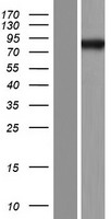 CAGE1 / Cancer Antigen 1 Protein - Western validation with an anti-DDK antibody * L: Control HEK293 lysate R: Over-expression lysate