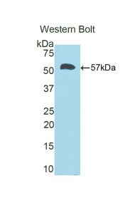 CALB1 / Calbindin Antibody - Western blot of recombinant CALB1 / Calbindin.  This image was taken for the unconjugated form of this product. Other forms have not been tested.